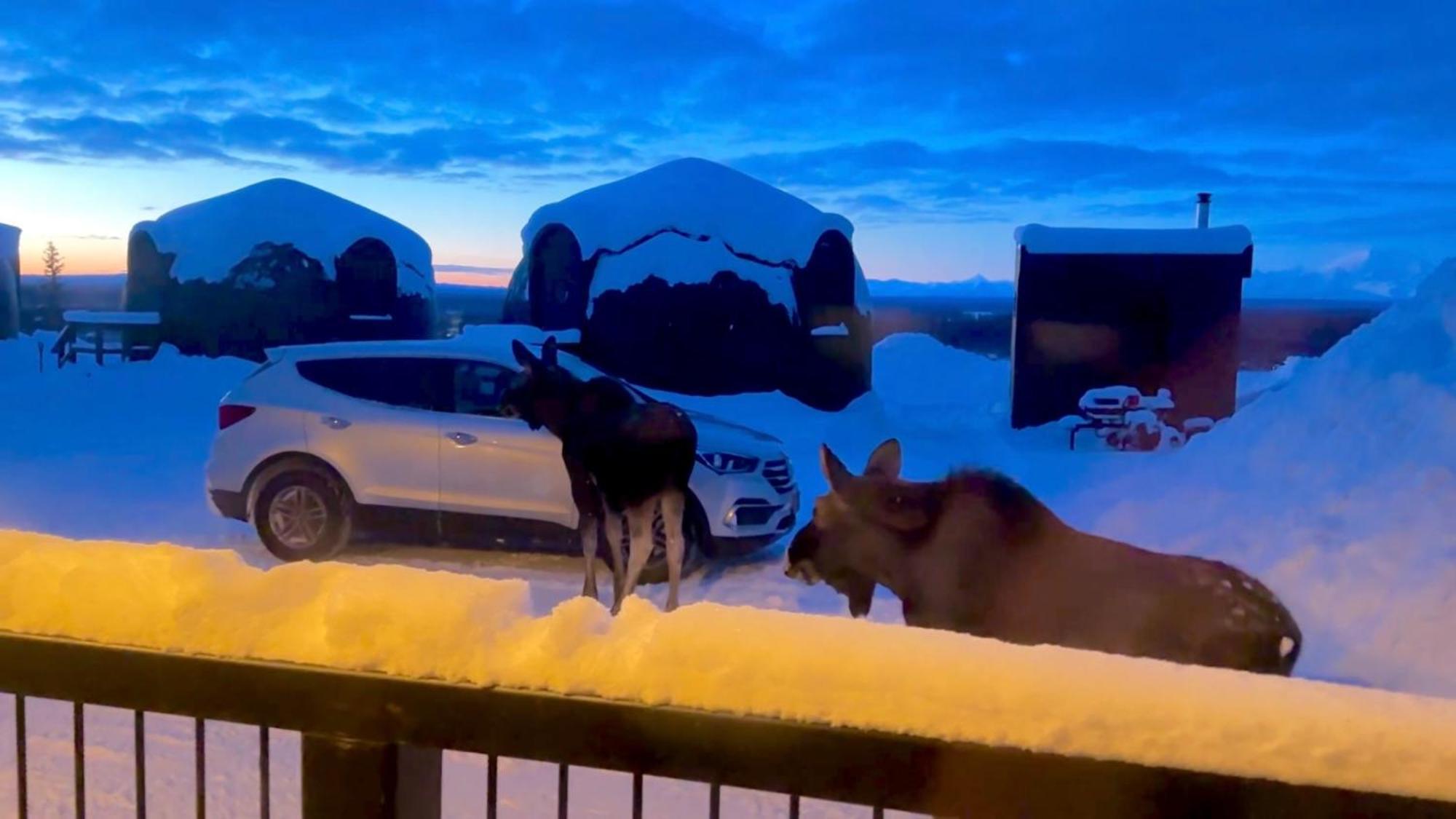 Talkeetna Aerie Adventure Lodge Dış mekan fotoğraf